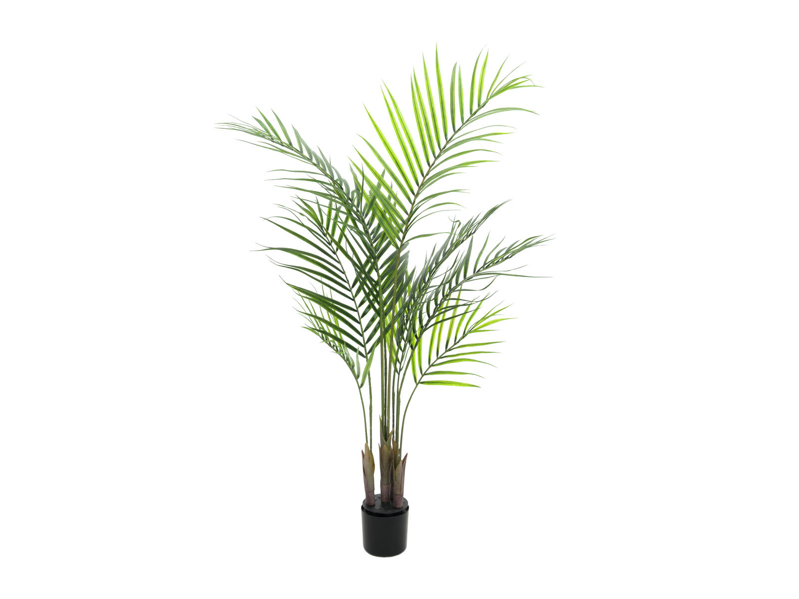 Areca-tekopalmu suurilla vihreillä lehdillä kasvatusruukussa, 125 cm