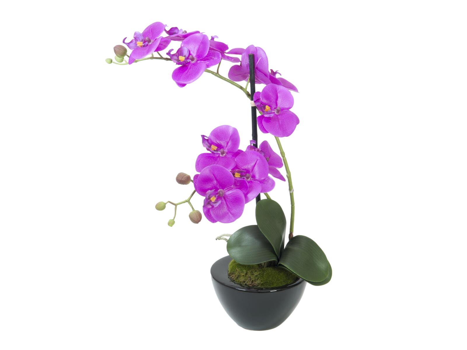 Violetti tekoperhosorkidea mustassa ruukussa