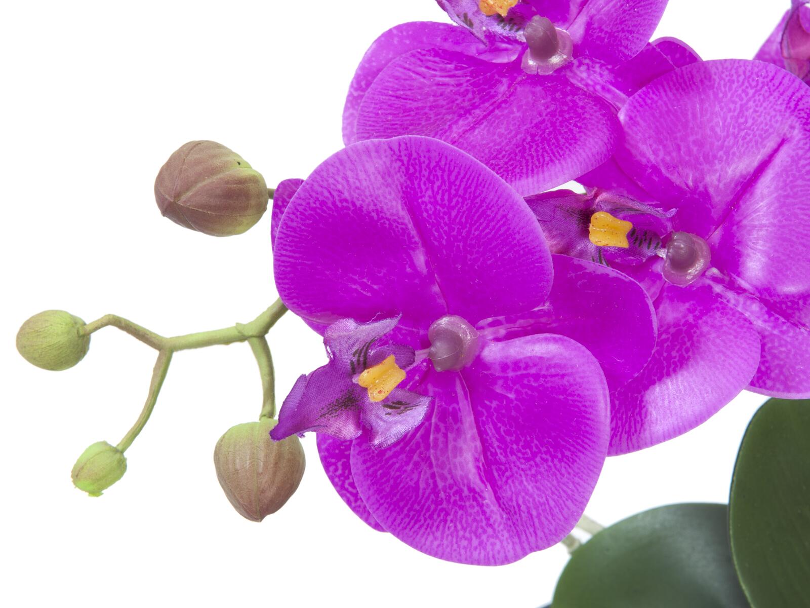 Violetti tekoperhosorkidea mustassa ruukussa