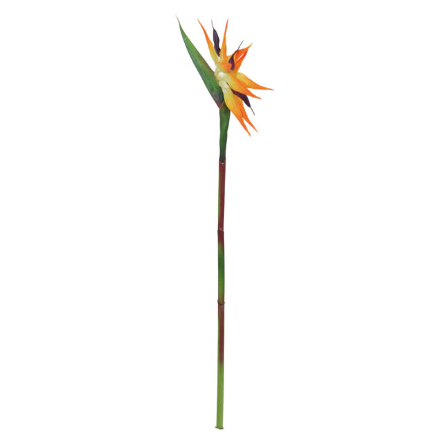 Oranssi tekoparadisiisikukka vihreällä varrella, 95 cm