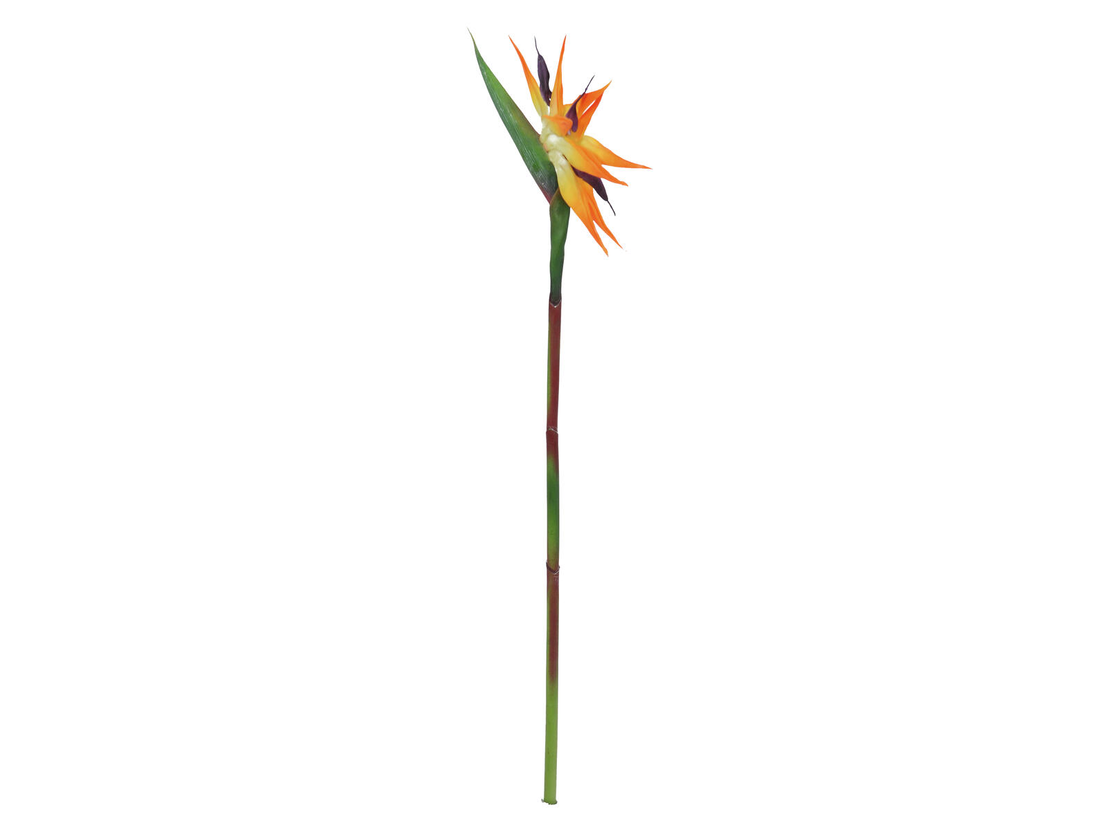 Oranssi tekoparadisiisikukka vihreällä varrella, 95 cm