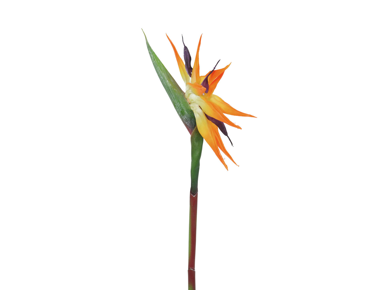 Oranssi tekoparadisiisikukka vihreällä varrella, 95 cm