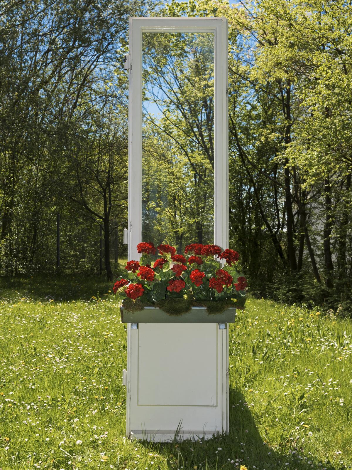 Punainen tekopelargoni vihreillä lehdillä, 42 cm