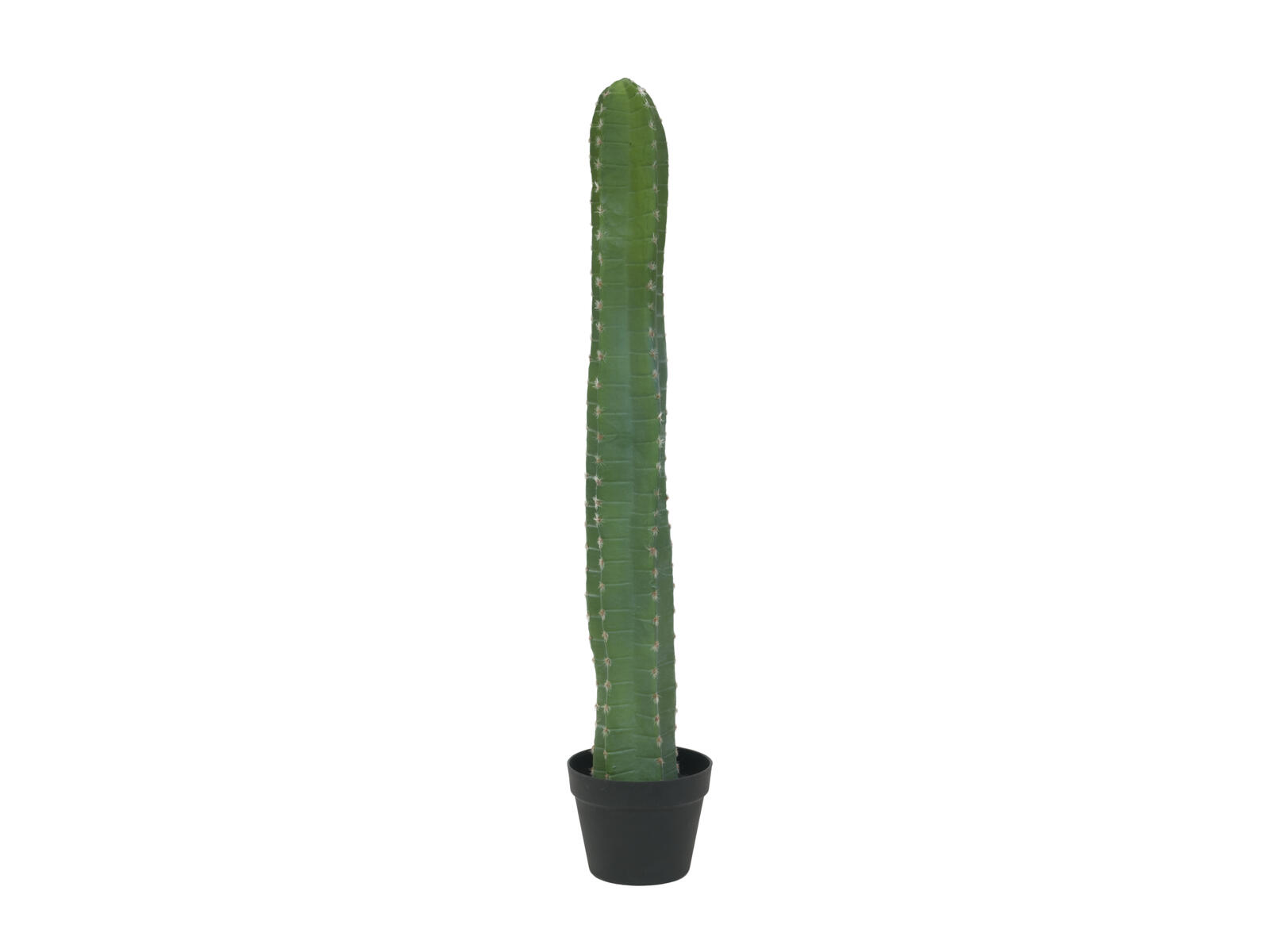 Vihreä pylvästekokaktus mustassa ruukussa, 97 cm