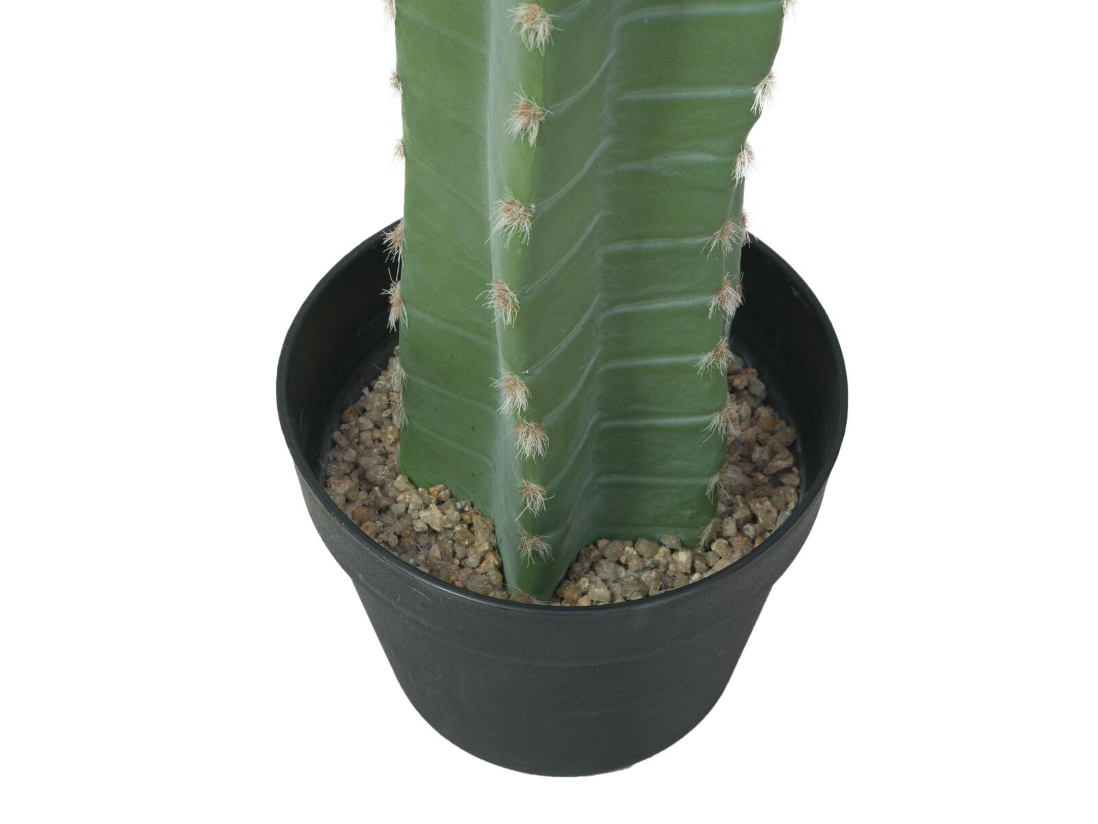 Vihreä pylvästekokaktus mustassa ruukussa, 97 cm