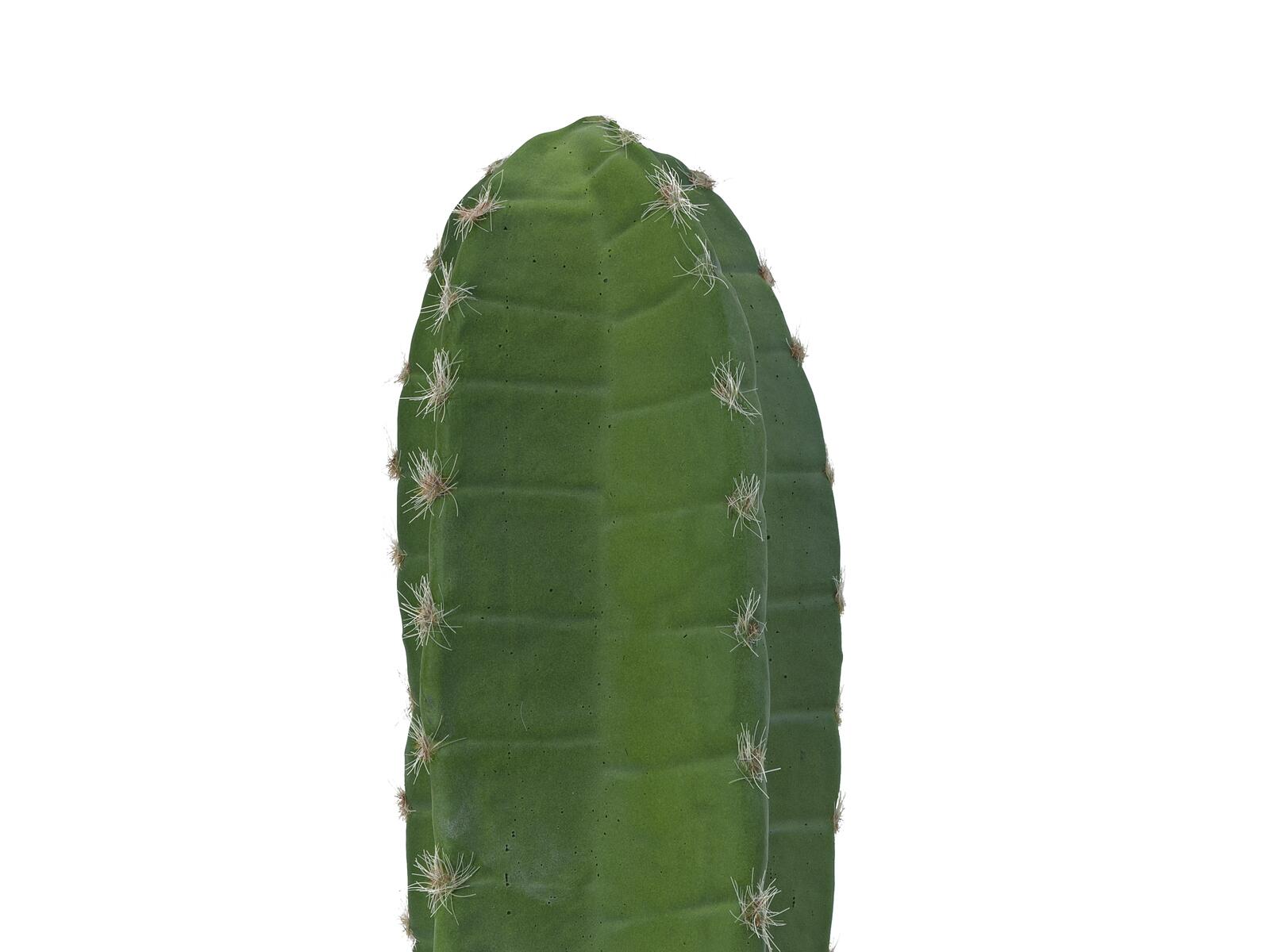 Vihreä pylvästekokaktus mustassa ruukussa, 97 cm