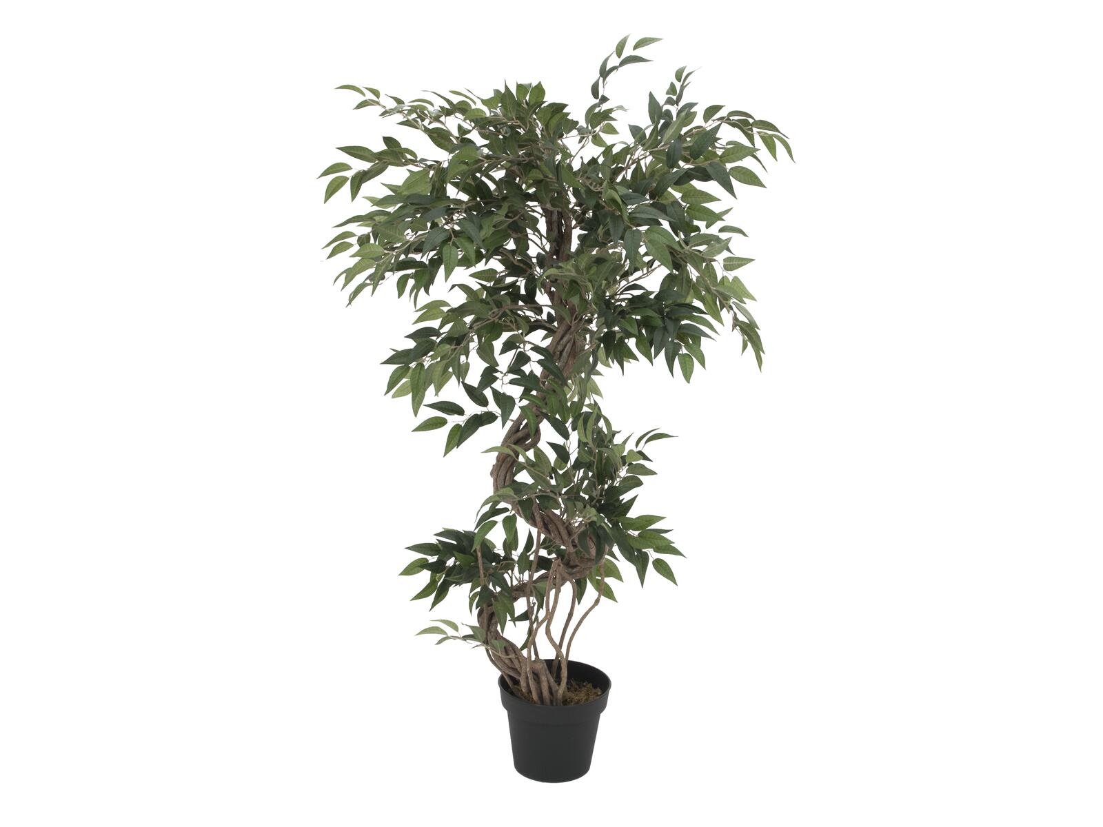 Vihreä ficus-tekopuu kierrekasvustolla taimitarharuukussa