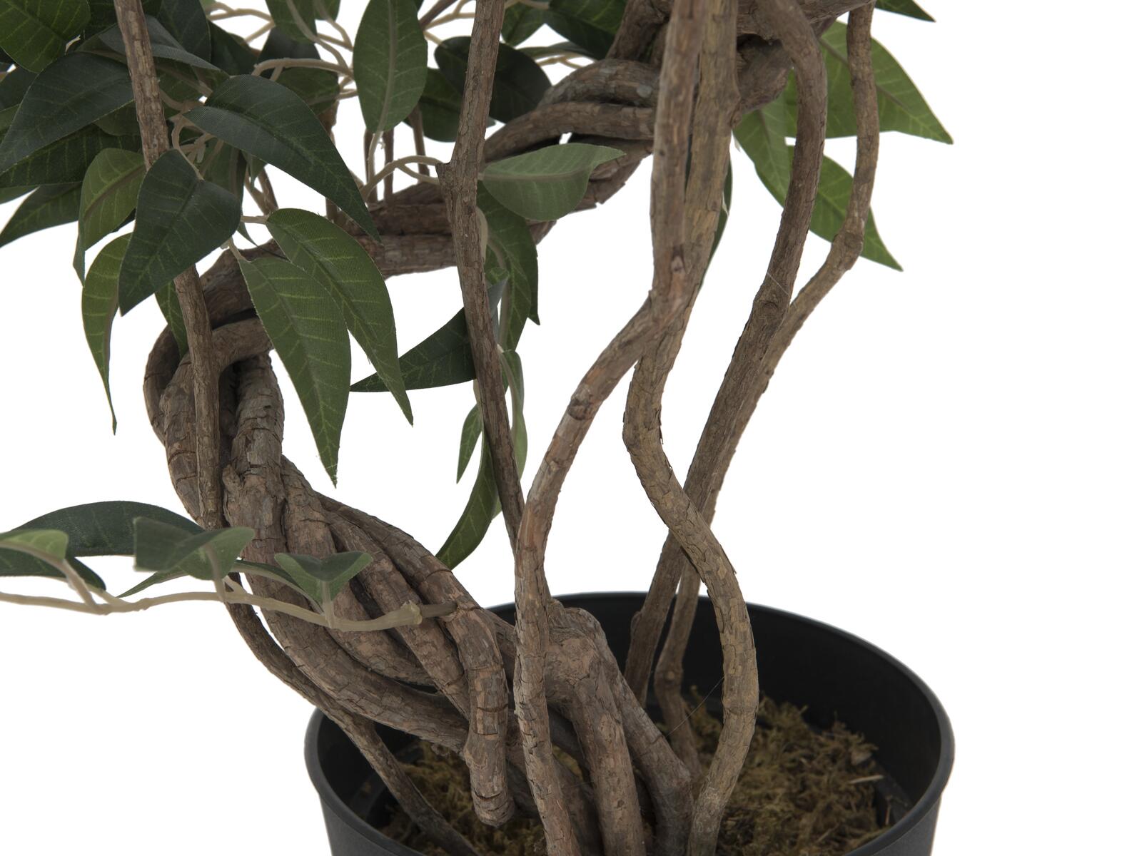 Vihreä ficus-tekopuu kierrekasvustolla taimitarharuukussa