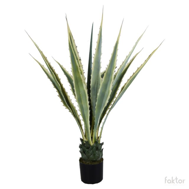 Vihreä tekokasviagave, korkeus 1,1 m