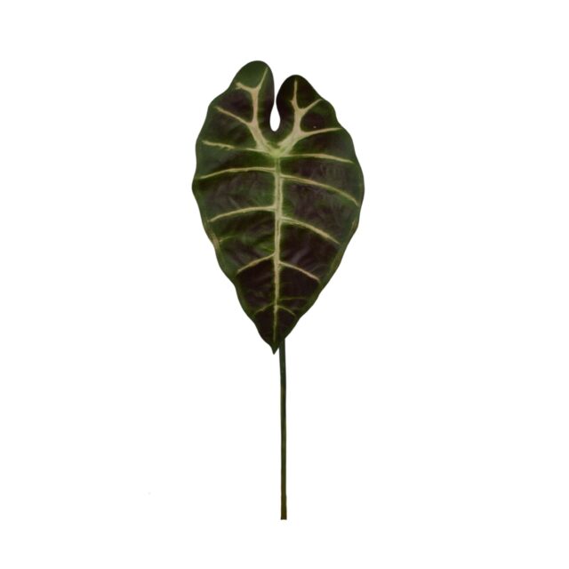 Alokasian tekokasvin lehti 60 cm vihreänä ja ruskeana