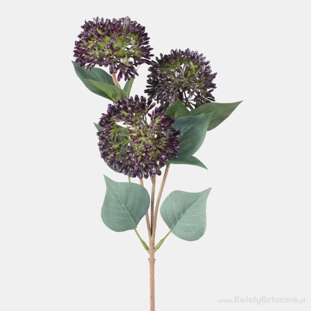 Violetti allium-tekokukka, 3 kukintoa