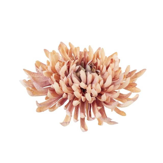 Beige-vaaleanpunainen krysanteemin tekokukan kukkapää, halkaisija 20 cm