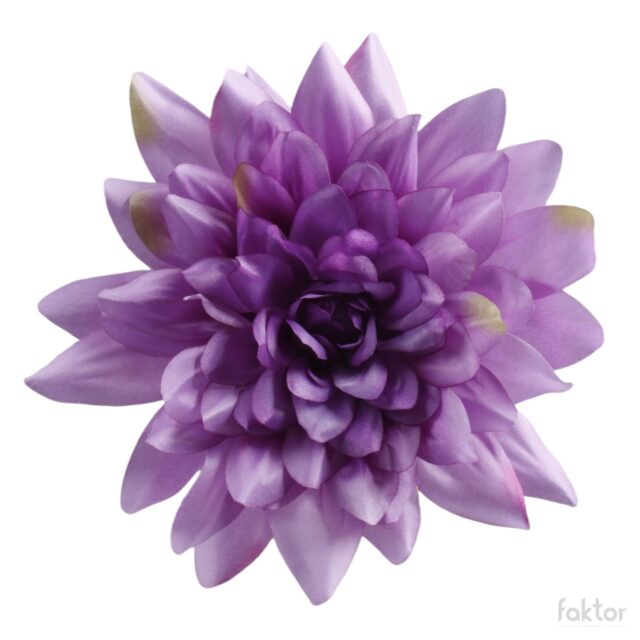 Violetti daalian tekokukan kukkapää