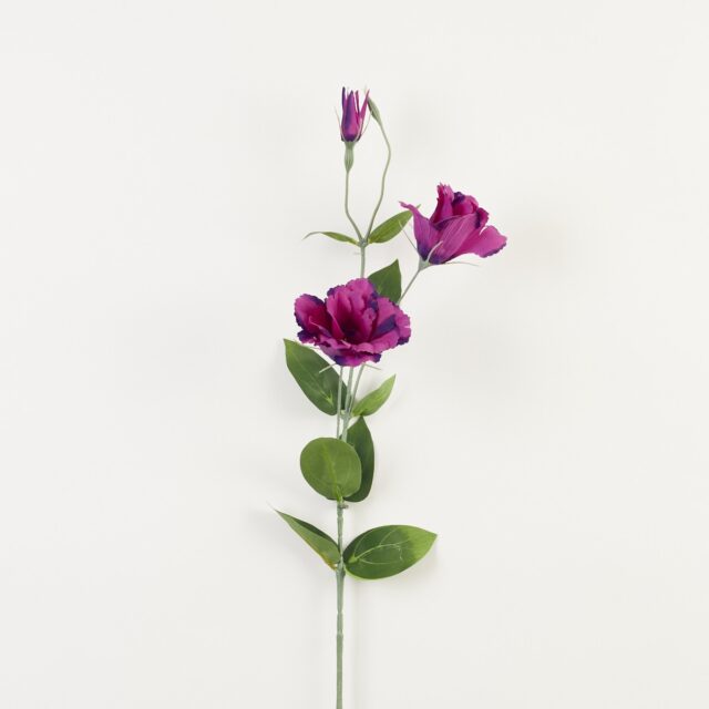 Violetti eustoma-tekokukkaoksa kahdella haaralla
