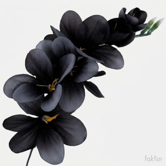 Musta freesia-tekokukan kukkapää
