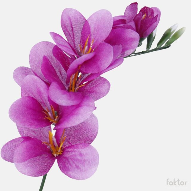 Violetti freesia-tekokukan kukkapää
