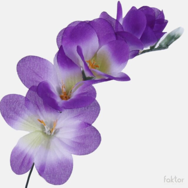 Violetti freesia-tekokukan kukkapää