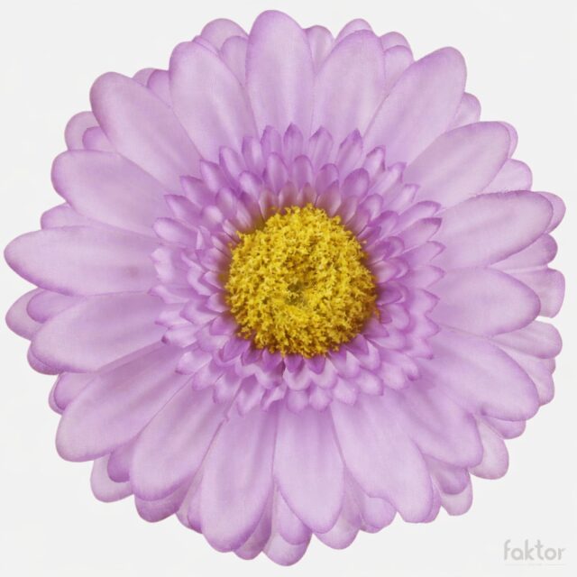 Vaalean lilareunainen Gerbera XXL -tekokukan kukkapää