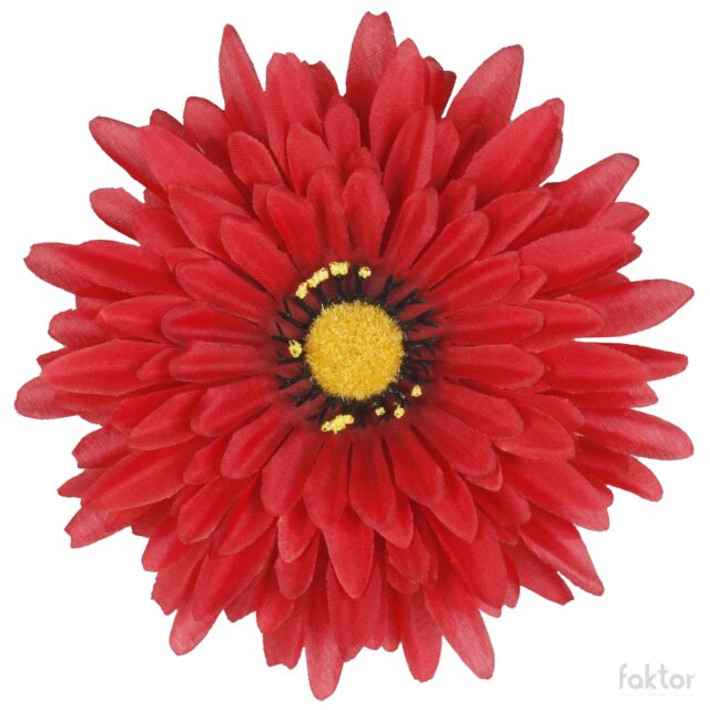 Punamusta gerbera-tekokukka, halkaisija 15 cm