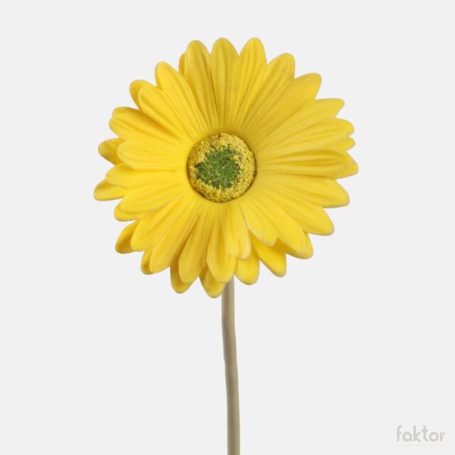 Keltainen tekogerbera kukkavarrella