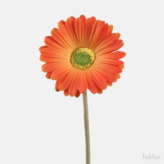 Oranssi tekogerbera kukkavarrella
