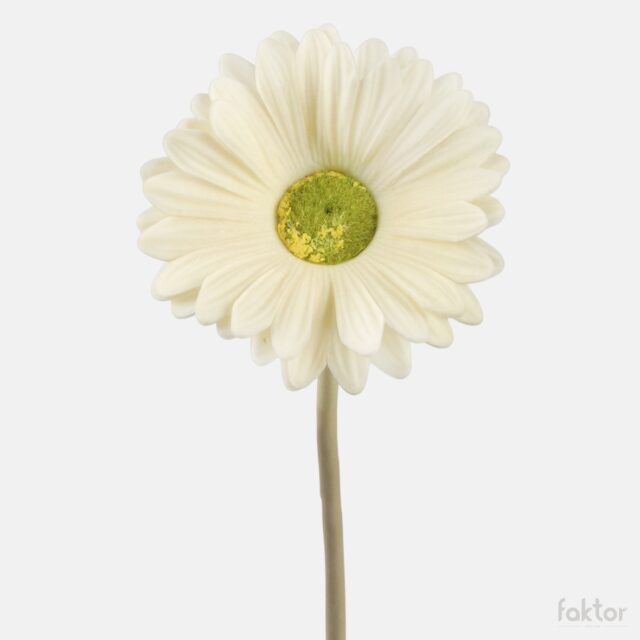 Kermanvärinen tekogerbera 37 cm