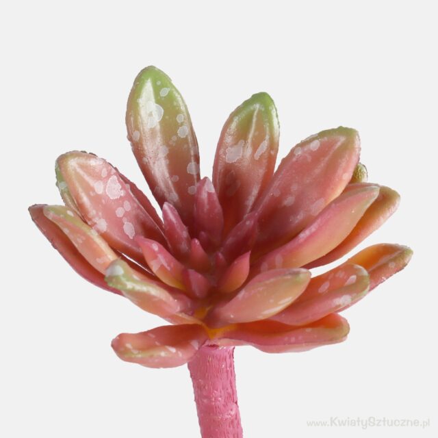 Viininpunaisen ja vihreän sävyinen Crassula-tekokasvi