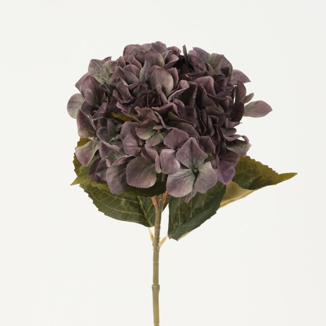 Violetti tekohortensian oksa vihreillä lehdillä