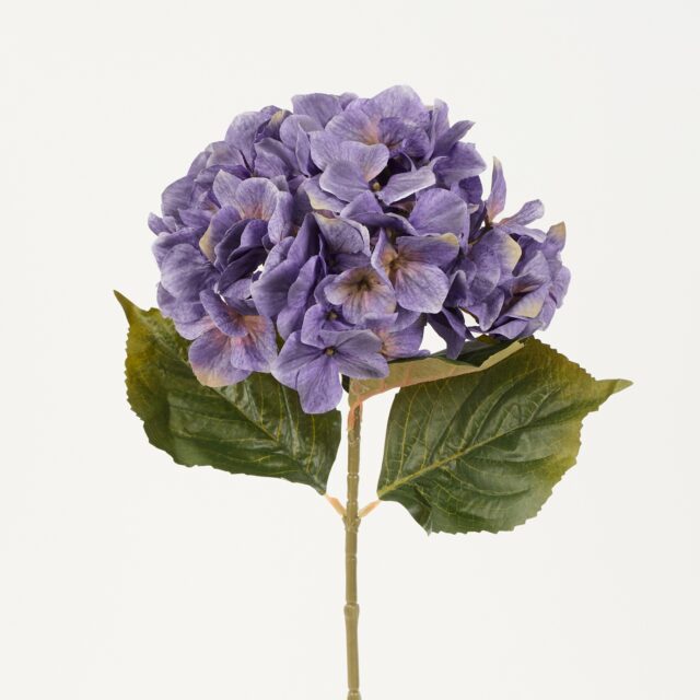 Violetti tekohortensian oksa vihreillä lehdillä