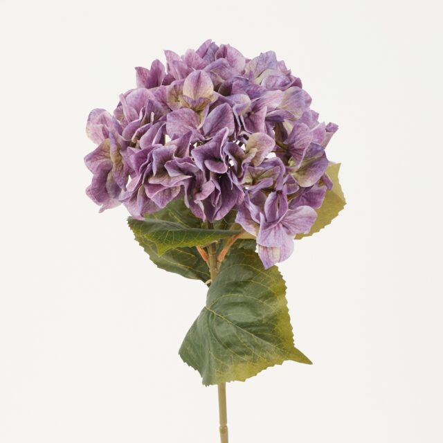 Violetti tekohortensian oksa vihreillä lehdillä