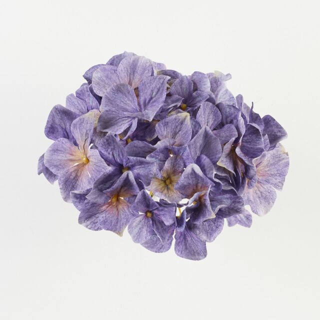 Violetti hortensian tekokukkapää B34-23