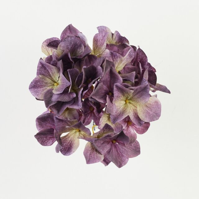 Violetti tekohortensian kukkapää B34-11