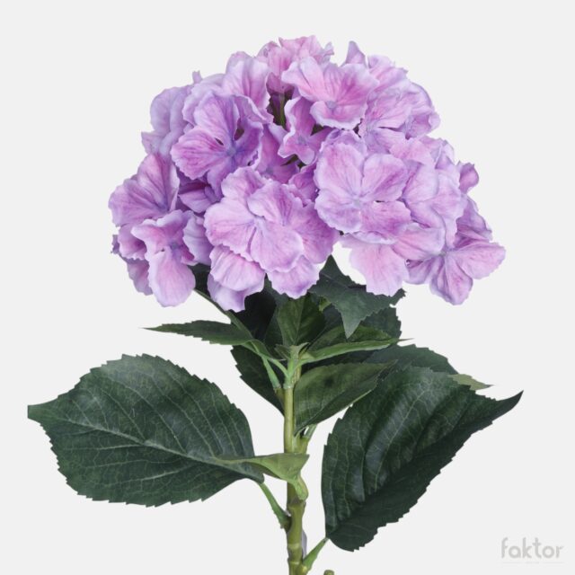 Violetti tekohortensia, 72 cm