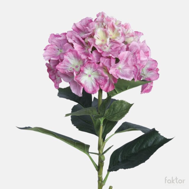 Malvanvärinen tekohortensia