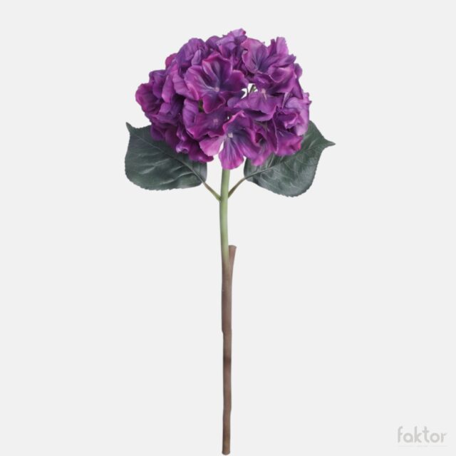Violetti tekohortensian oksa