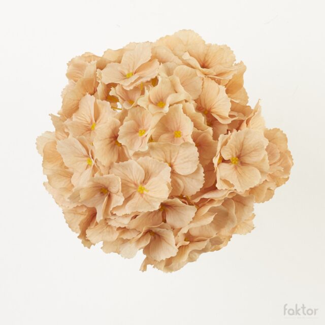 Tummanbeige hortensian tekokukan kukkapää, halkaisija 21 cm