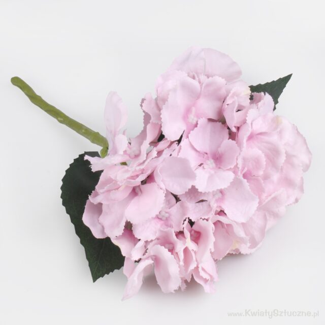 Liila tekohortensia kukkavarrella