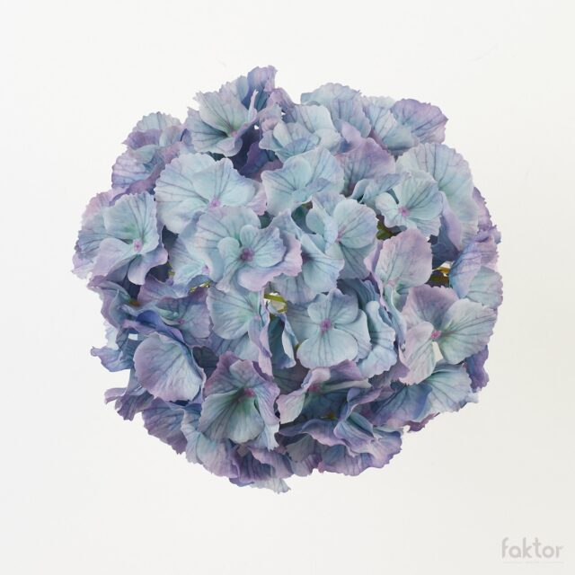 Vaaleansininen hortensian tekokukan pää violetilla reunuksella
