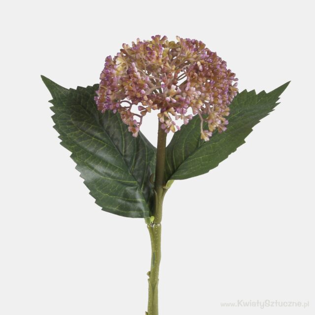 Violetti tekohortensian oksa