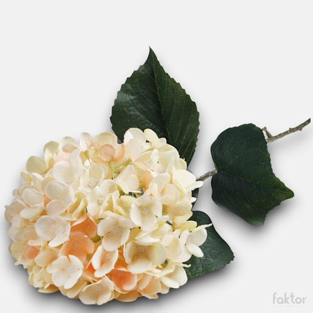 Vaaleankeltainen ja persikan sävyinen tekohortensia