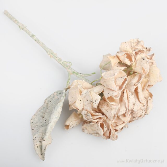 Beige tekohortensia kukkavarrella
