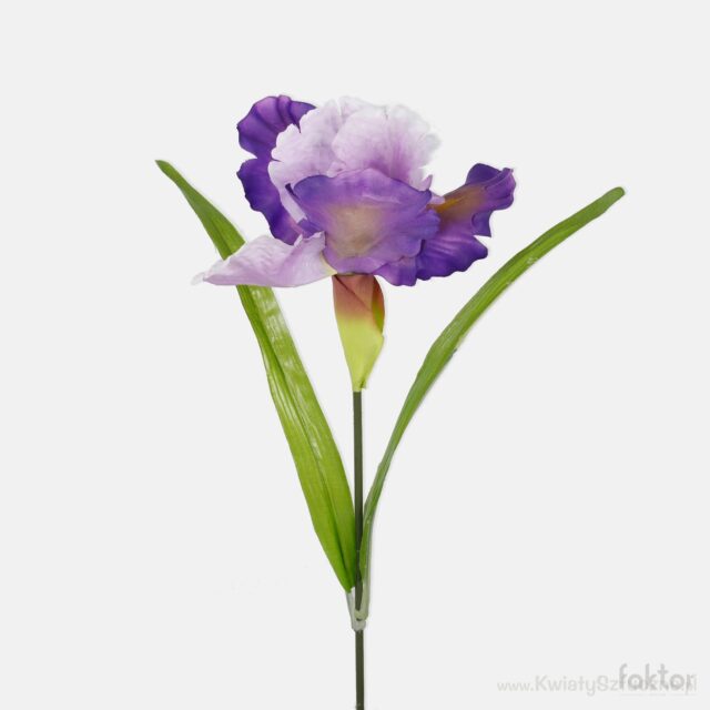 Violetti iiris-tekokukka