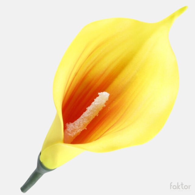 Oranssinkeltainen vaahtokalla kukkapää