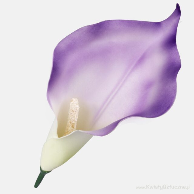 Violetti-vihreä kallatekokukan kukkapää