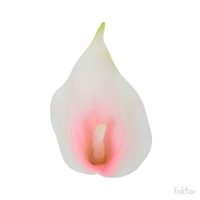 Valko-vaaleanpunainen calla-tekokukan kukkapää