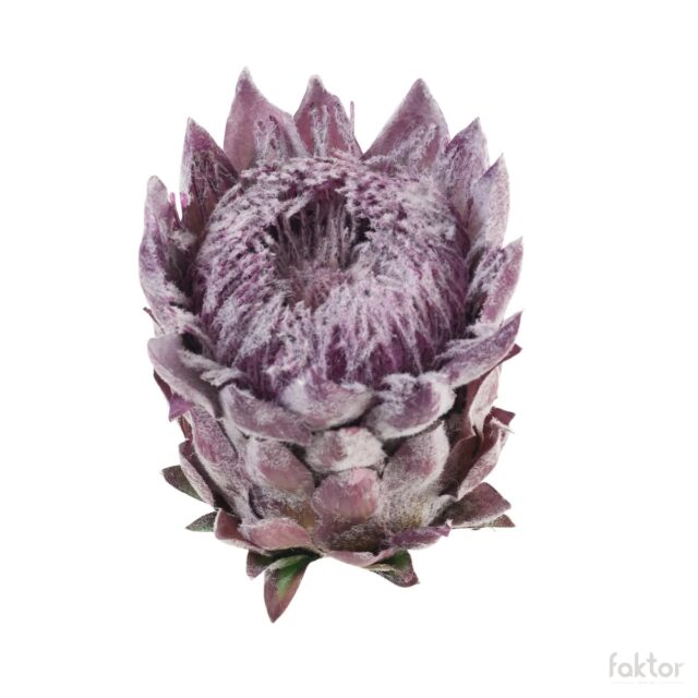 Violetti artisokan tekokukan kukkapää