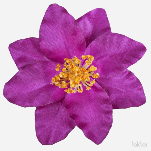 Violetti kärhö-tekokukan kukkapää keltaisella keskustalla