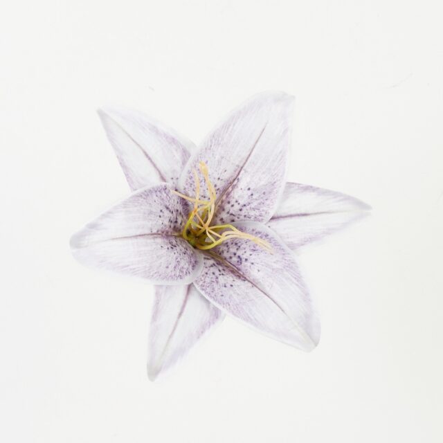 Vaaleanvioletti tekokukkaliljan kukkapää violetilla pilkutuksella