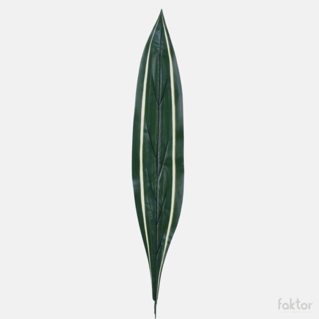 Kirjava dracaena-tekolehti