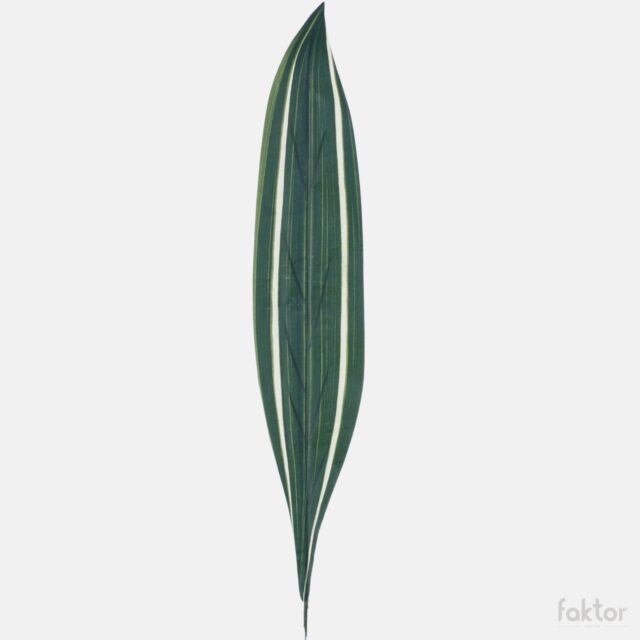 Kirjava dracaenan tekolehti